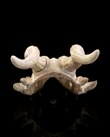 3D printed Bone Trophy Hair Pin