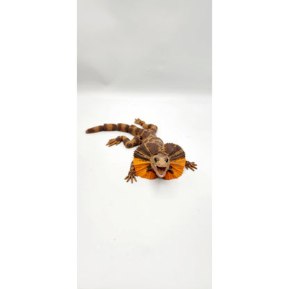 Frilled Neck Lizard 3D printed articulated model, view 6